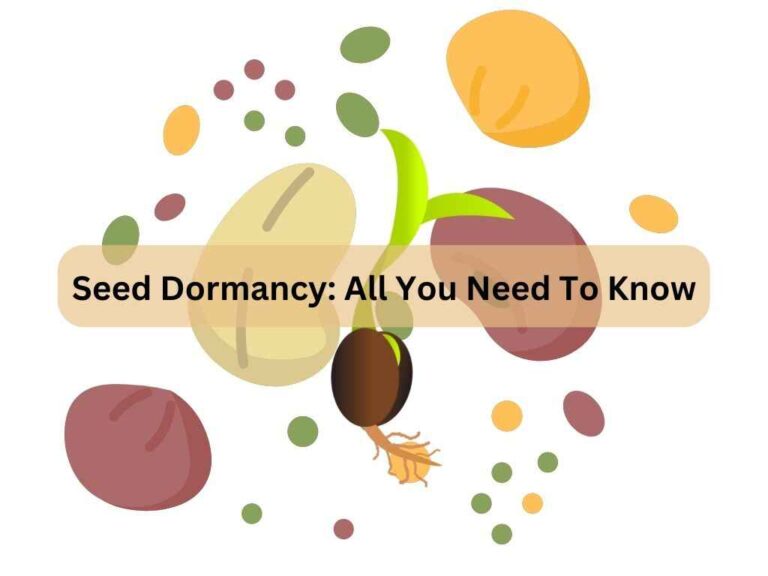 What Is Seed Dormancy And Its Causes