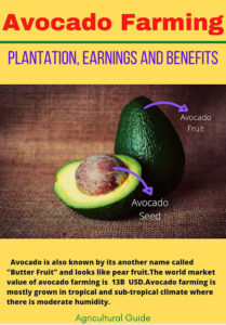 Avocado Farming 