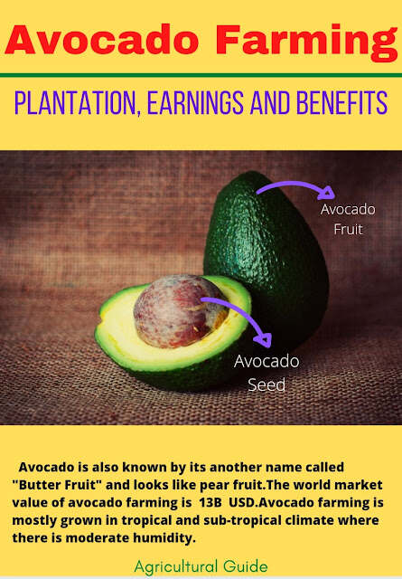 All About Avocado Farming- Profits And Benefits