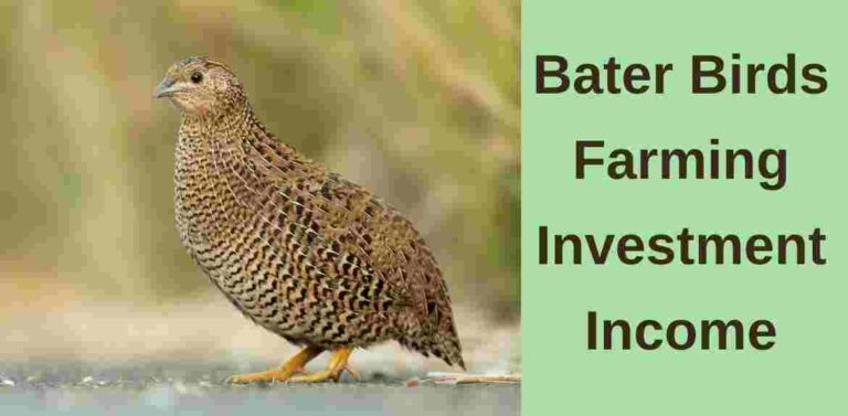 bater-bird-english-name-farming-and-price