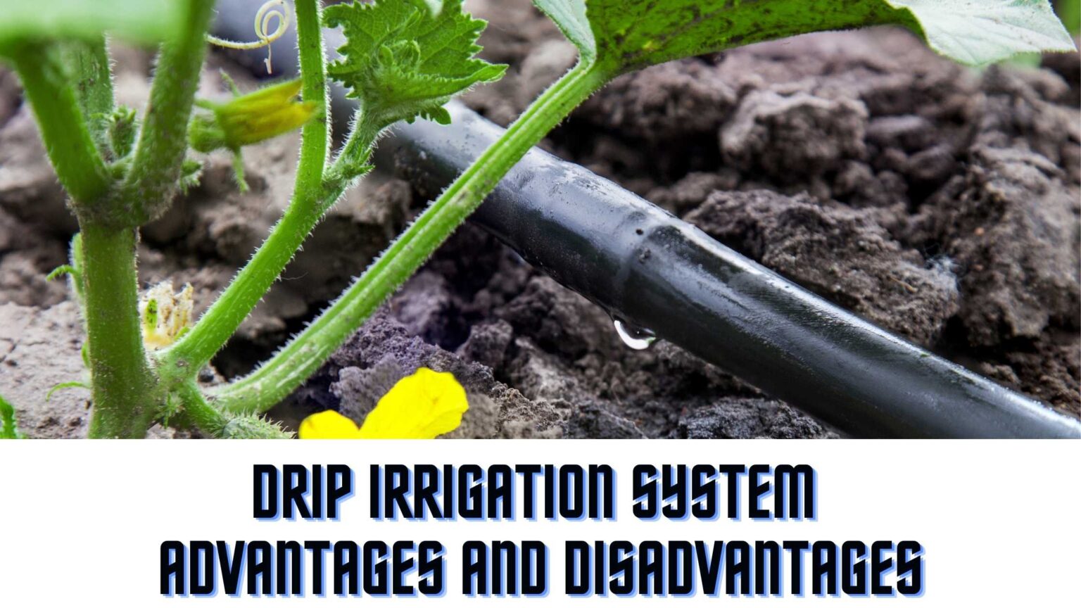 drip-irrigation-advantages-and-disadvantages