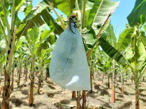 Bagging Of Banana Buch In Banana Farming