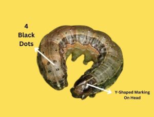 Fall Armyworm Identification 