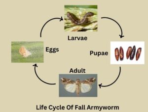 Fall Armyworm Life Cycle 