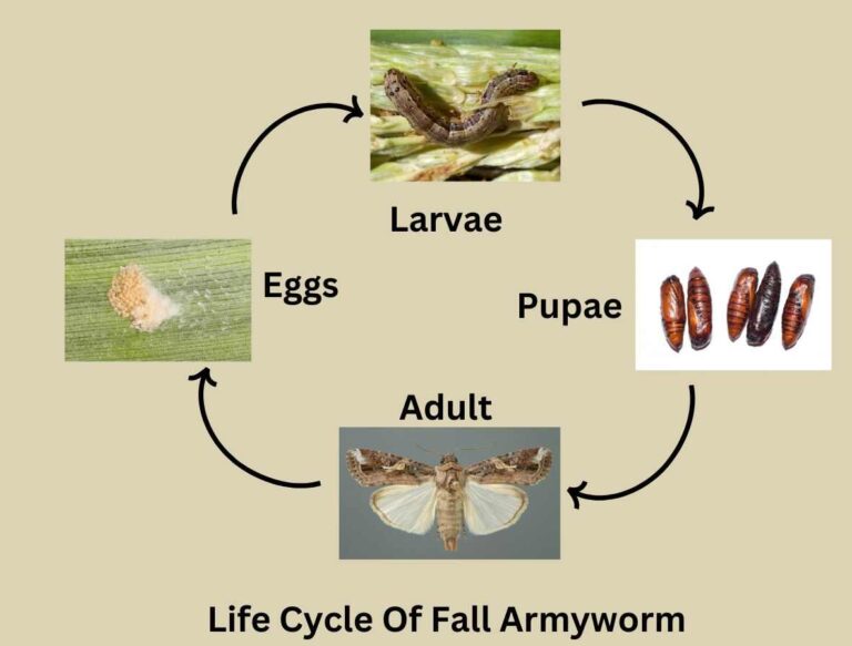 Fall Armyworm-Destructive Pest Of Maize