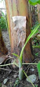 Sword Sucker For Banana Propagation