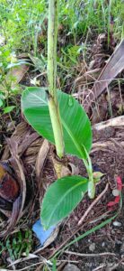 Water Sucker For Banana Propagation