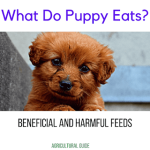 What Do Puppies Eat