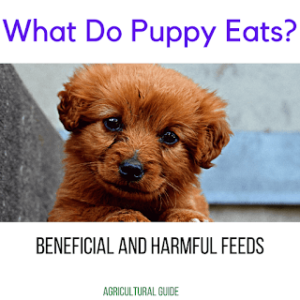 What Do Puppies Eat Food With Age