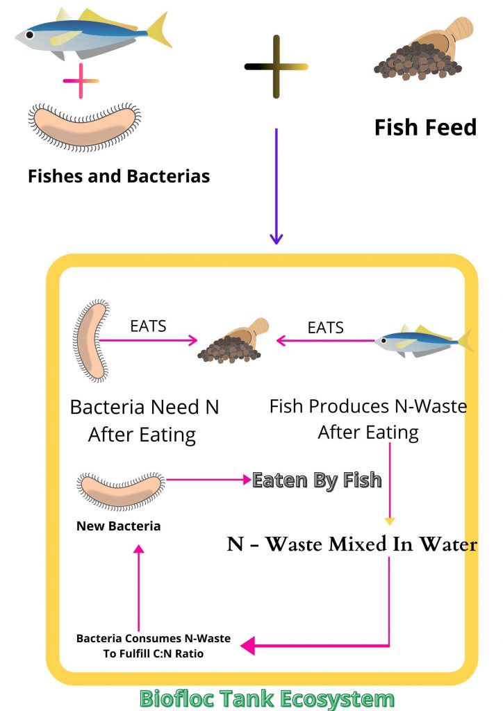 Biofloc fish farming