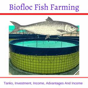 Biofloc fish farming- Profit and Investment