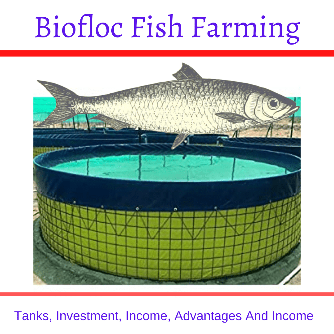 biofloc fish farming business plan pdf