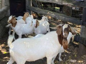 Boar-Goat, Goat farming in Nepal