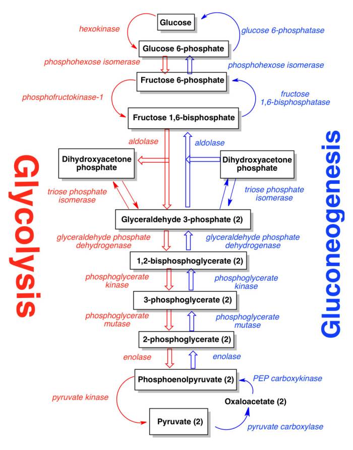 Glycolysis Enzymes