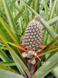 Pineapple Farming: Pineapple Slips
