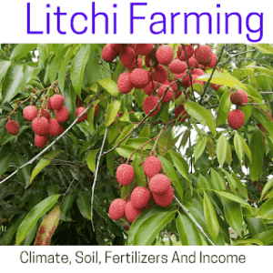 Litchi farming 