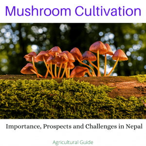 mushroom farming in nepal,mushroom farming nepal,mushroom farming at home,mushroom farming training in nepal,mushroom farming tutorial,mushroom farming,mushroom farming equipment,mushroom farming setup,mushroom farming home video,mushroom farming startup,mushroom farming success story,how to do mushroom farming in nepal,mushroom farming traning in nepal,shiitake mushroom farming in nepal,how to do mushroom farming in nepal?,mushroom farming for profit,mushroom farming in kathmandu