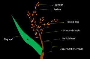 Parts Of rice Plant And Thier Functions