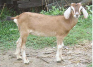 Terai-Goat