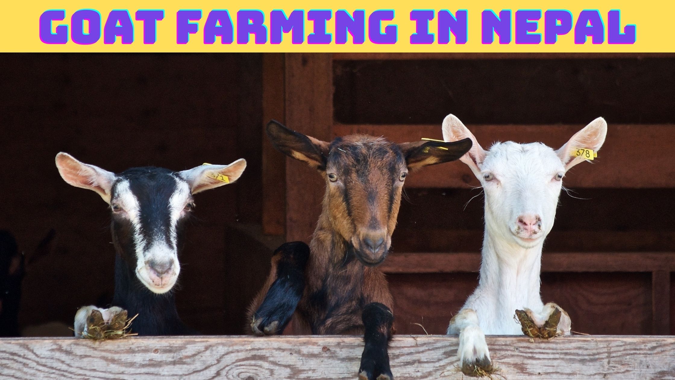 Goat farming in Nepal
