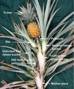 Pineapple Farming: Sucker, Slip, Crown