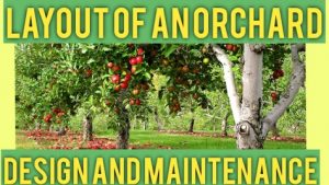  Layout Design Of An Orchard Garden,orchard design,gardening,orchard,design orchard,backyard orchard,design seeded orchard,new orchard design,home orchard design,permaculture orchard,orchard layout,home orchard layout,how to design an orchard,planning and layout methods of orchard,layout of orchard,how to layout an orchard,organic gardening,layout method of orchard,backyard orchard design,design new orchard,planning of orchard,permaculture design,preplanning of orchard,calculation of plants in orchard