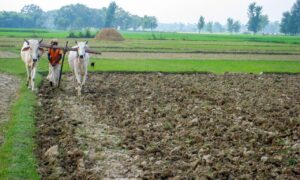 Traditional Farming Methods