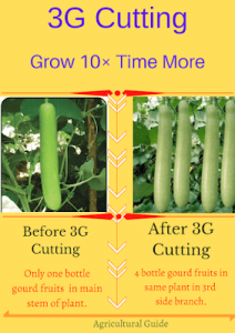 3g Cutting, 3g Cutting in plant, 3g cutting in cucurbits, 3g Cutting Technique