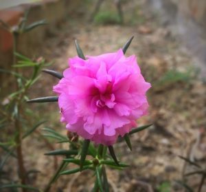 9 o clock flower, 9 o'Clock flower, 9 o'Clock flower plant Care, 9 o clock plant