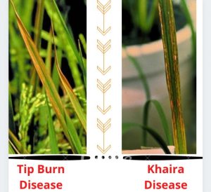 khaira disease of rice,khaira Disease,rice disease,bacterial leaf blight of rice,brown spot of rice,disease of rice,tungro disease of rice,important disease of rice