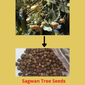 Sagwan Tree Seeds