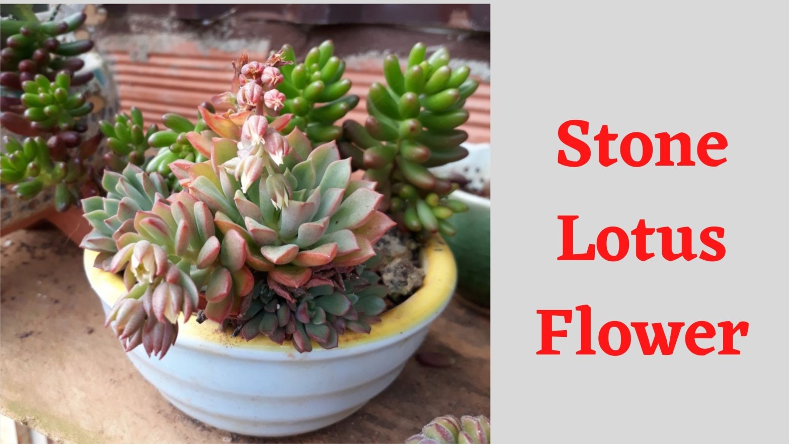 Stone Lotus Flowers Plant Care And Benefits