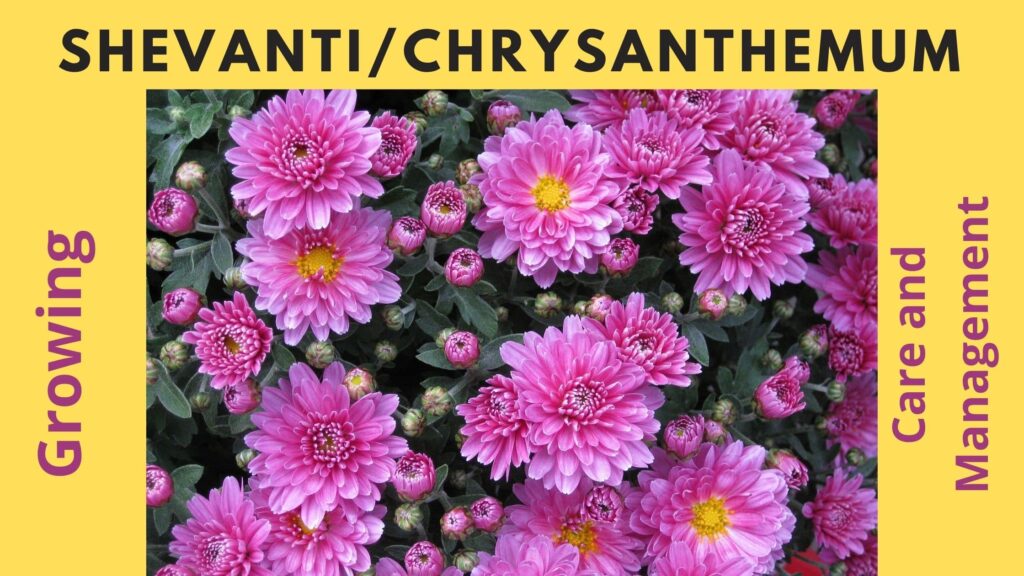 shevanti, Shevantiflower, Chrysanthemum