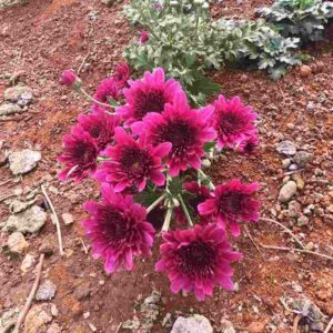 Red Shevanti Flower