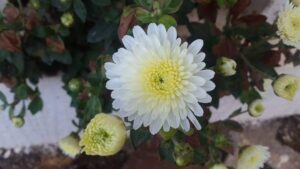 White Shevanti Flower