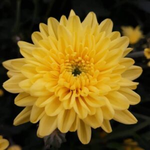 Yellow Shevanti Flower