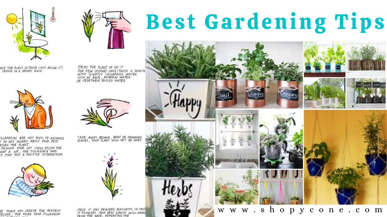 10 Best Gardening Tips And Techniques For Beginners