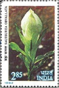 Postal Stamp Of Brahma Kamal