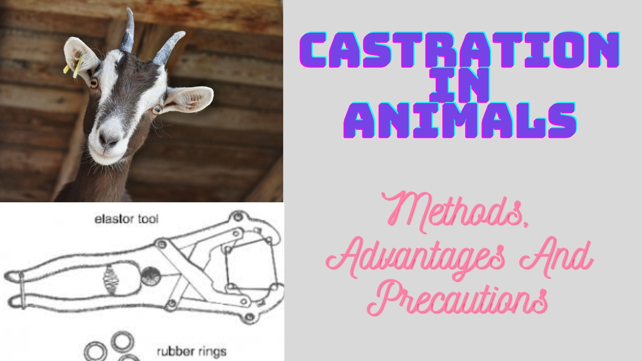 Methods of castration in farm animals