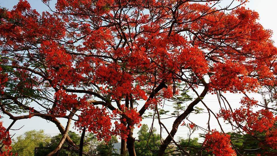 Gulmohar Tree