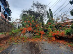 Gulmohar Tree Disadvantage:- Broken Tree