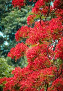 Gulmohar Tree