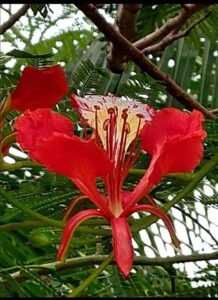 Gulmohar Flower