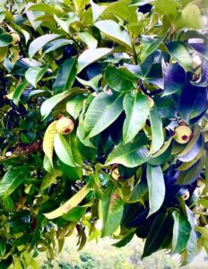 Mangosteen, Queen of fruits in India