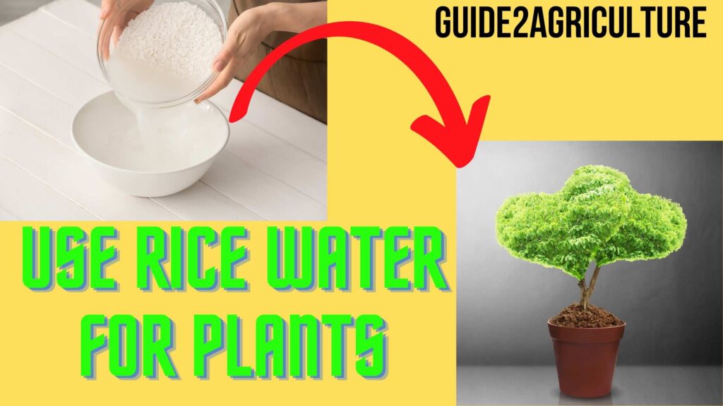 Rinsed Rice Water For Plants: Using Procedure And Benefits