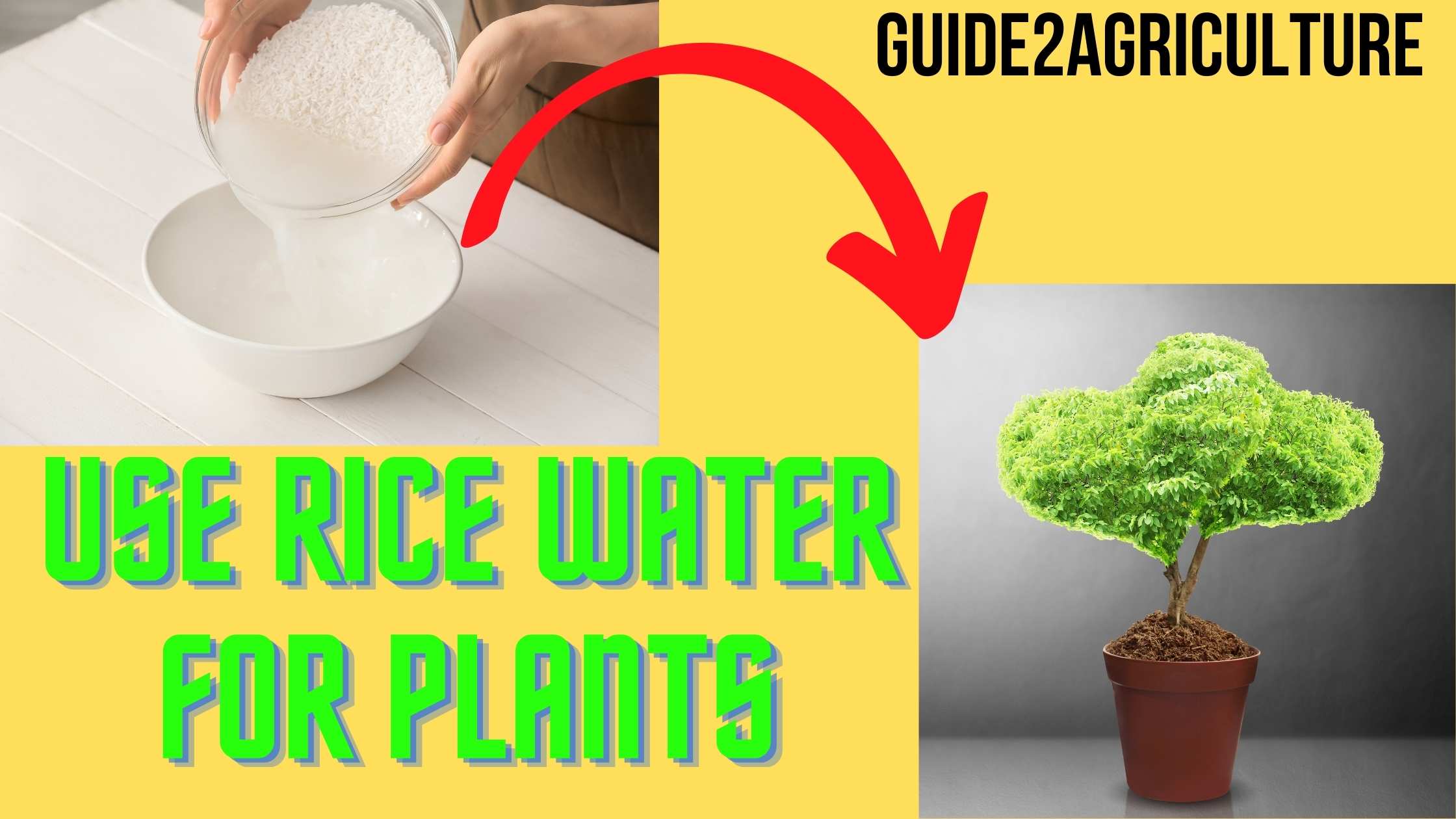 Rice Water For Plants