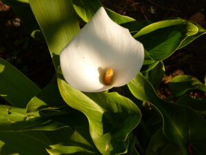 Callas: Monocot Plant Example