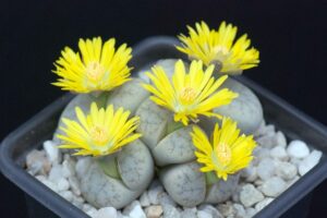 Lithops: Non Green Plants