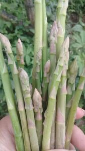 Asparagus - Monocot Plant Example