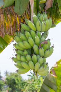 Banana: Monocot Plant